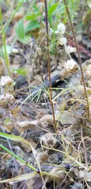 Needle-leaf navarretia(Navarretia intertexta)