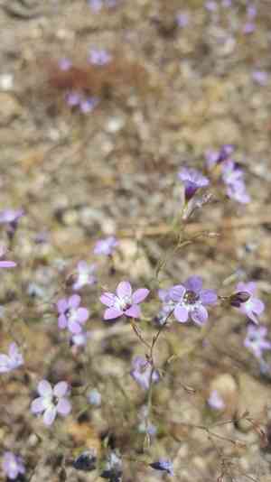 Bridges' pincushionplant(Navarretia leptalea)