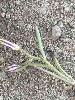 Bridges' pincushionplant(Navarretia leptalea)