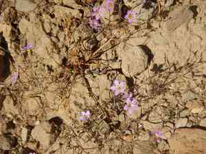 Bridges' pincushionplant(Navarretia leptalea)
