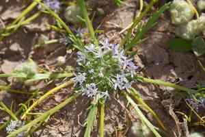 Prostrate pincushionplant(Navarretia prostrata)