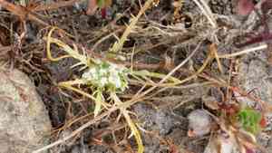 Prostrate pincushionplant(Navarretia prostrata)