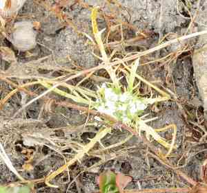 Prostrate pincushionplant(Navarretia prostrata)