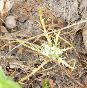 Prostrate pincushionplant(Navarretia prostrata)
