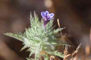 Downy pincushionplant(Navarretia pubescens)