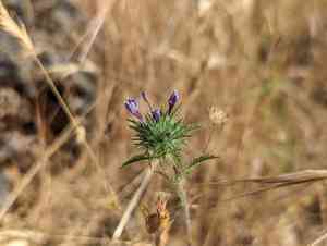 Downy pincushionplant(Navarretia pubescens)