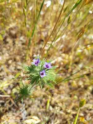 Downy pincushionplant(Navarretia pubescens)
