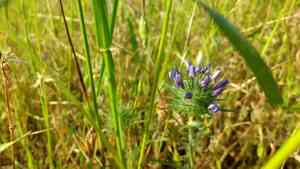 Downy pincushionplant(Navarretia pubescens)