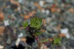 San anselmo navarretia(Navarretia rosulata)