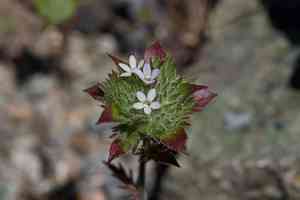 San anselmo navarretia(Navarretia rosulata)