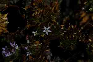 San anselmo navarretia(Navarretia rosulata)