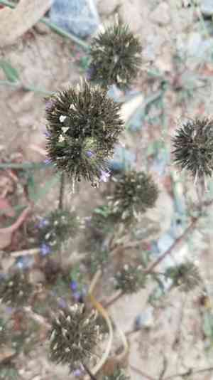 Skunkbush(Navarretia squarrosa)
