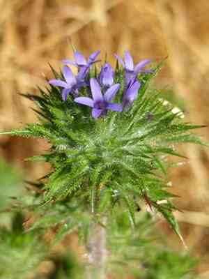 Skunkbush(Navarretia squarrosa)