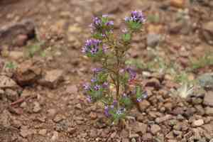 Skunkbush(Navarretia squarrosa)
