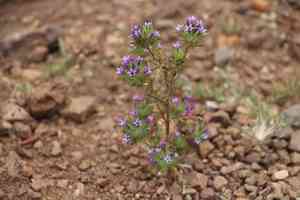 Skunkbush(Navarretia squarrosa)