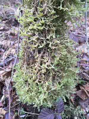 Douglas' neckera moss(Neckera douglasii)
