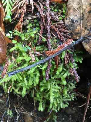 Douglas' neckera moss(Neckera douglasii)