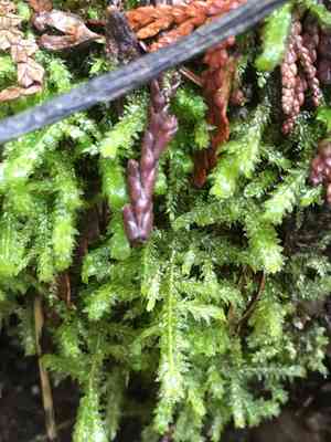 Douglas' neckera moss(Neckera douglasii)