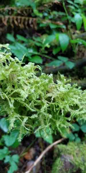 Douglas' neckera moss(Neckera douglasii)