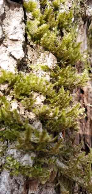 Shingle moss(Neckera pennata)