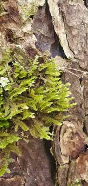 Shingle moss(Neckera pennata)