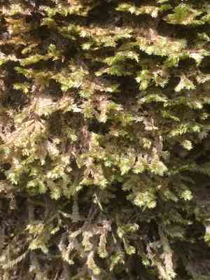 Shingle moss(Neckera pennata)