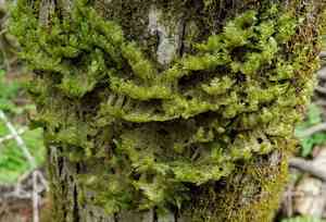 Shingle moss(Neckera pennata)