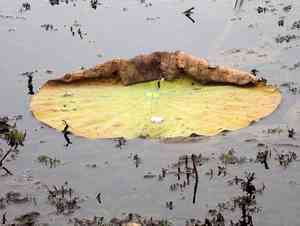 American Lotus(Nelumbo lutea)