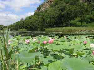 Indian Lotus(Nelumbo nucifera)