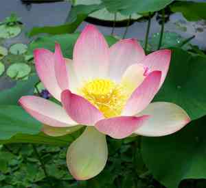 Indian Lotus(Nelumbo nucifera)