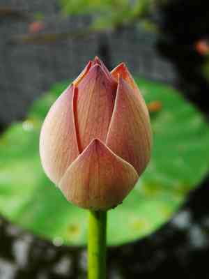 Lotuses (Nelumbo)(Nelumbo)