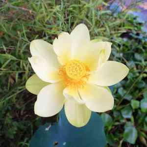 Lotuses (Nelumbo)(Nelumbo)