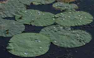 Lotuses (Nelumbo)(Nelumbo)