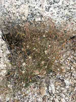 Eastern glandular nemacladus(Nemacladus glanduliferus)