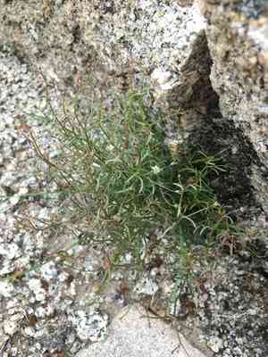 Eastern glandular nemacladus(Nemacladus glanduliferus)