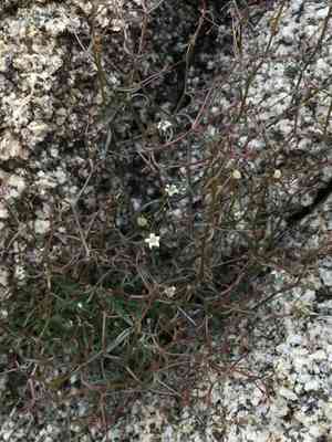 Eastern glandular nemacladus(Nemacladus glanduliferus)