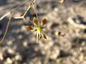 Desert threadplant(Nemacladus rubescens)