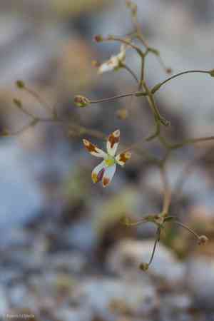 Desert threadplant(Nemacladus rubescens)
