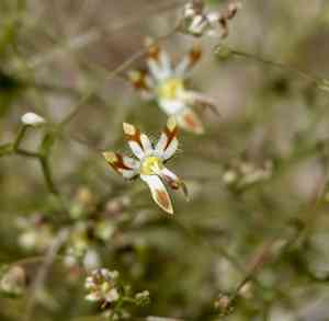 Desert threadplant(Nemacladus rubescens)