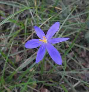 Fall-flowering pleatleaf(Nemastylis floridana)