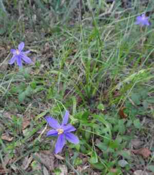 Fall-flowering pleatleaf(Nemastylis floridana)