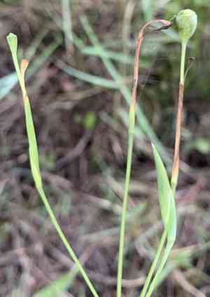 Fall-flowering pleatleaf(Nemastylis floridana)
