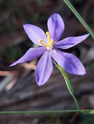 Fall-flowering pleatleaf(Nemastylis floridana)