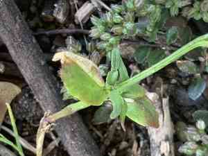 Cape jewels(Nemesia strumosa)