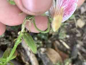 Cape jewels(Nemesia strumosa)