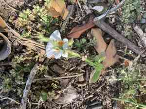 Cape jewels(Nemesia strumosa)
