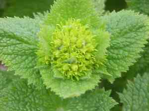 Cape jewels(Nemesia strumosa)