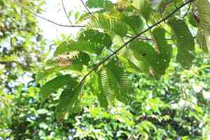 Burflower tree(Neolamarckia cadamba)