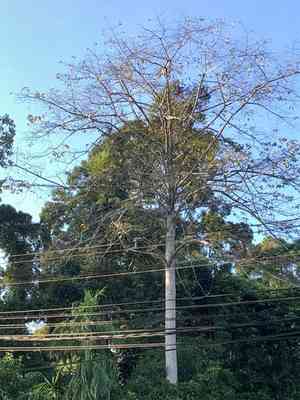 Burflower tree(Neolamarckia cadamba)