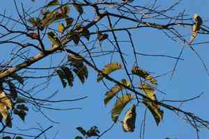 Burflower tree(Neolamarckia cadamba)